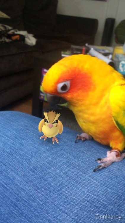 XXX pepperandpals:  A virtual birb and a real photo