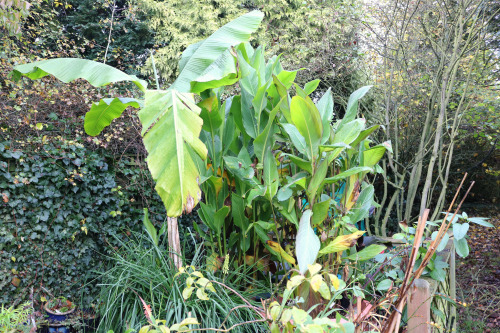 agavex: plantyhamchuk: theplanthouse: Garden, early November 2015, Nottinghamshire, UKLaburnum seed 