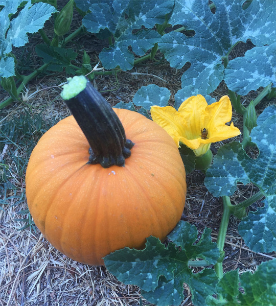 that’s its replacement getting pollinated