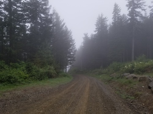 herotox6: larch was foggy af this morning