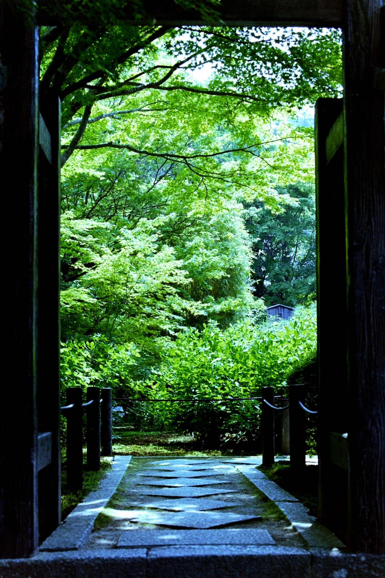 totophotopot:
“ by NikonFM3A
in Kyoto Japan
”