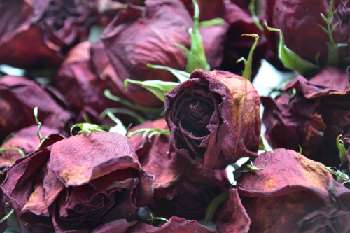 XXX doxiequeen1:  These roses FINALLY dried out! photo