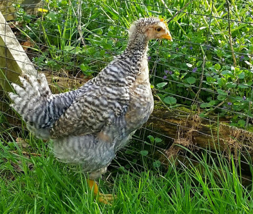 HEY it’s my baby chickensThey are 6 weeks old now (as of writing this the week of May 13 in th