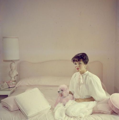 Joan Collins with a pink poodle, 1955 Slim Aarons