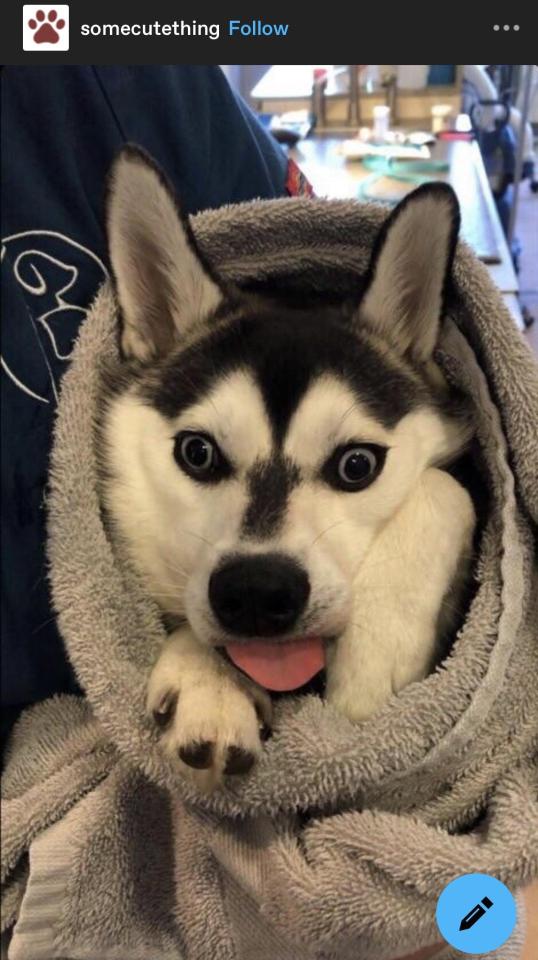 Presenting: A Series Of Various Dog Related Images