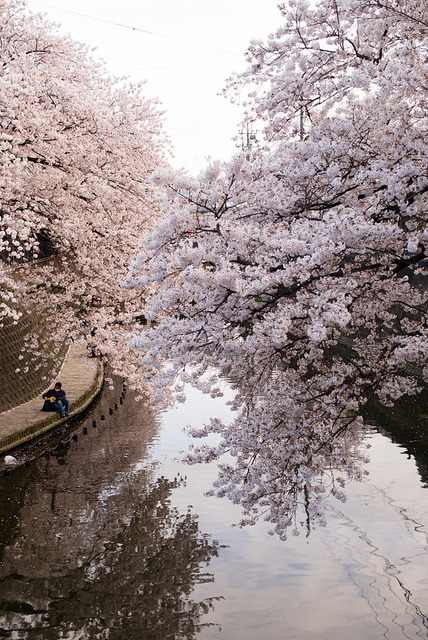 Sakura &amp; River by kuma_photography on Flickr.