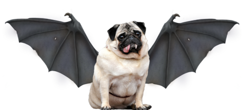 Flying pug got dressed up as a vampire!