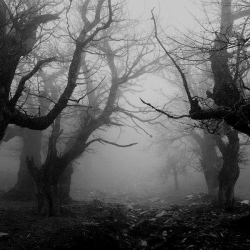  Dark Forest, Evia, Greece 