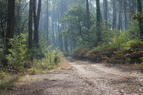 Sentier forestier by Les photos de LN on Flickr.