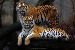 magicalnaturetour:  Sisters by Steven Adler on 500px.com