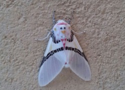animericans:  this moth gotta chicken face
