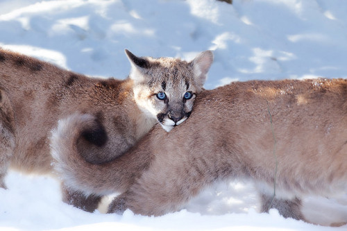  Mountain Lion cubs (by Sam Attal) 