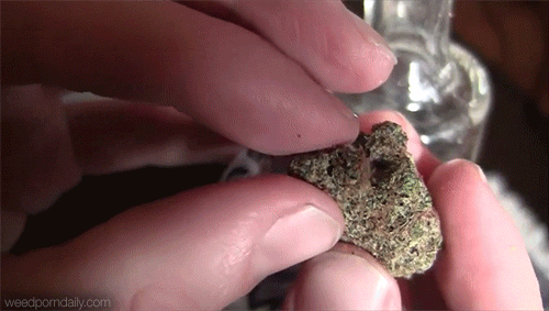 weedporndaily:  purple heart (x)