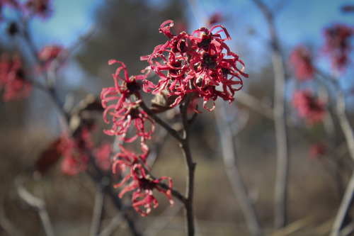 Witch hazels at Green Springs Park, Annandale, Virginia    February 2015These curious flowers are in