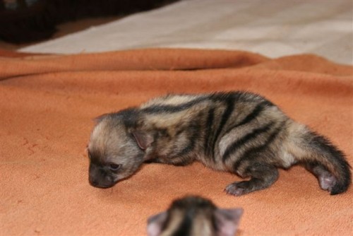 animaltoday:Aardwolf pups.