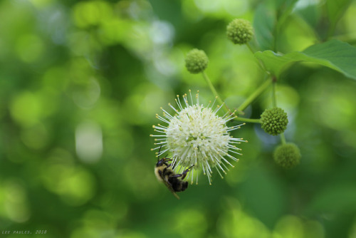 vandaliatraveler:Appalachian Summer, 2018, Volume Eight: Common Buttonbush. As Appalachia’s butterfl