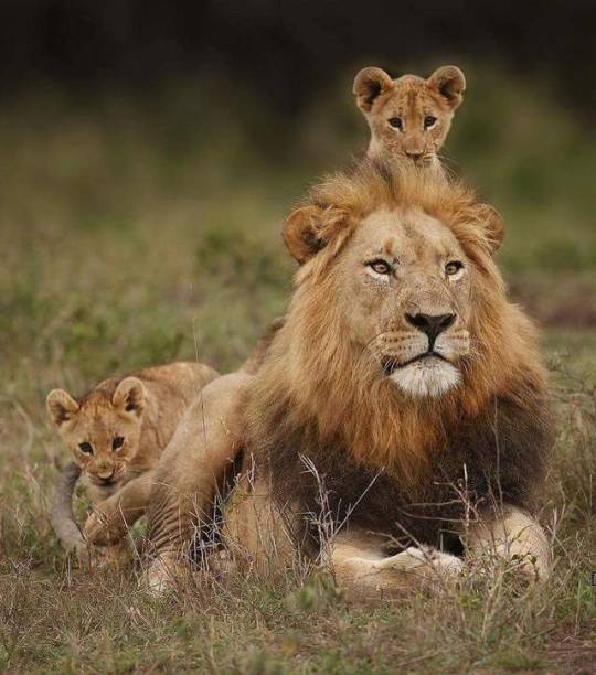 cuteandadorable:  Sitting on top of daddy’s head❤