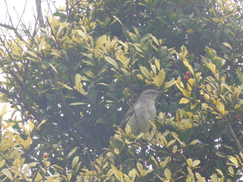 Northern mockingbirds at the National Arboretum in Washington D.C.