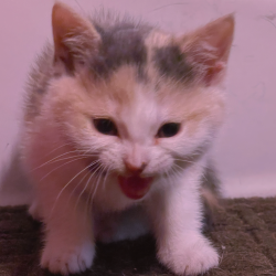 zariahkay:this is microwave and we’re fostering her for my family. she’s a bit