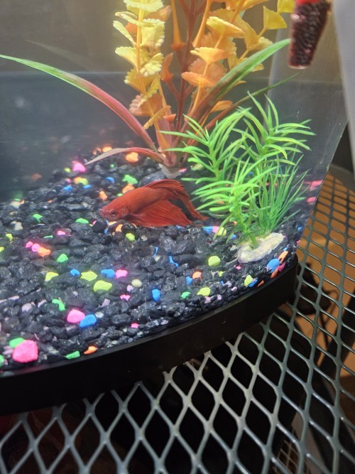 My Mitbewohner And I Have A Betta That We All Take Care Of And Being The Marine Scientist Of The Suite