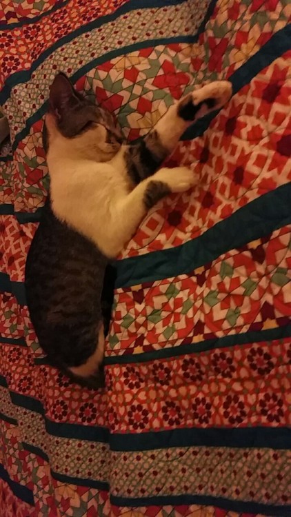 prettymucha-hot-mess:This is Sophie. She’s my cute little baby & I love her so so much