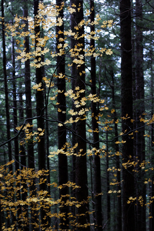 wolf-teeth:Light and Leaves (by mhitchner1)