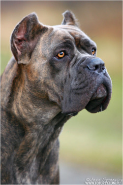 Soldmysoultobepretty:  Tinybigpaws:  Cane Corso  Beautiful Dogs But Difficult To