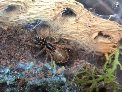 Hapalopus sp. Colombia Large spiderling, molted again and eating well! I love this species. I got it