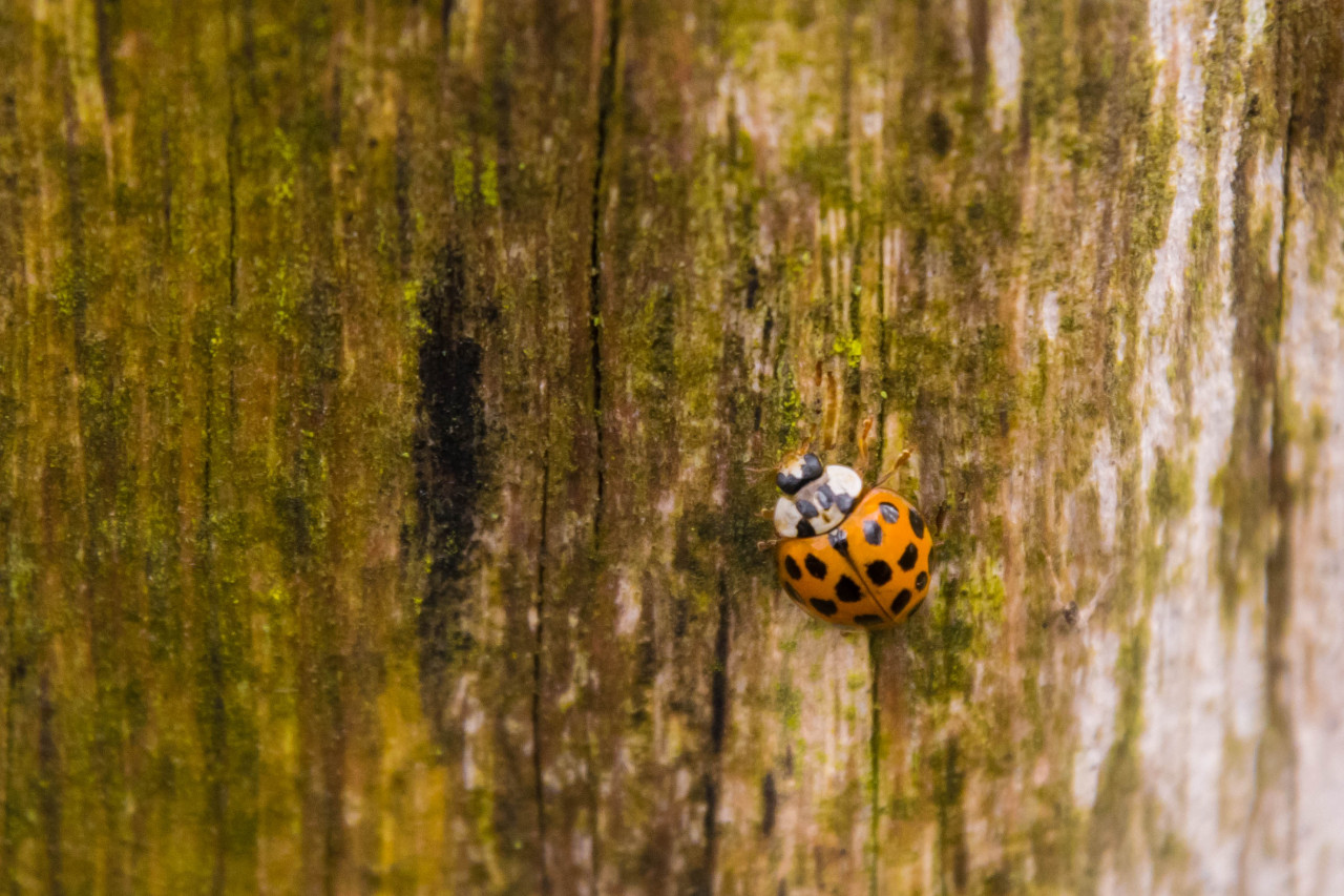 Climbing. #photographers on Tumblr  #original photography on tumblr #cottagecore#naturecore#forestcore#insect#ladybug#coccinelle#fall colors#autumn#home#my pictures #in the garden