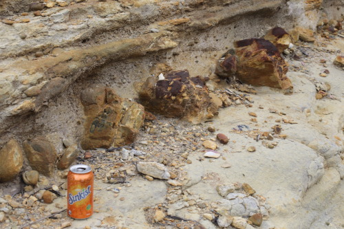 geologicaltravels:2021: Glacial dropstones in the Permian Berry Siltstone at the oft-visited Mudgee 