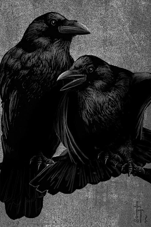 darkestdee:  Ravens by Christian Hammer | ^(OvO)^ 