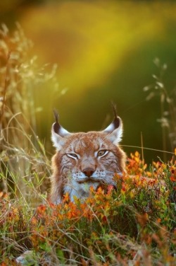 0ce4n-g0d:  Lynx on a meadow by Stanislav Duben