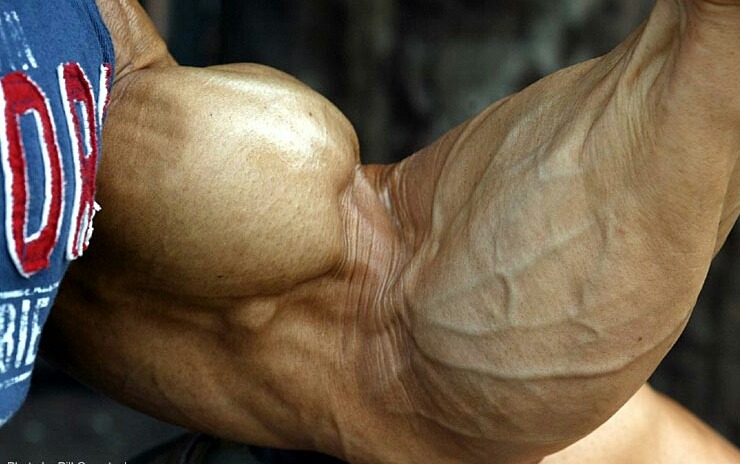 Muscle