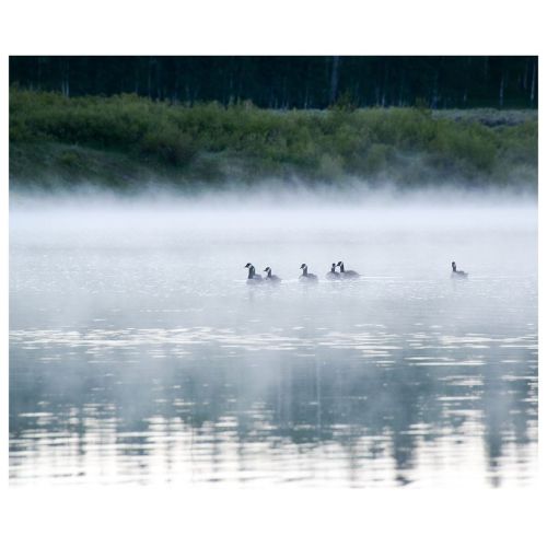 Geese in the morning mist of Oxbow Bend in Grand Teton National Park  Digital // Nikon d800 