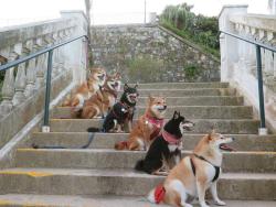 niceshibe:  squad goals 