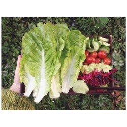 Fresh, raw and organic Mother’s Day lunch {cucumber, grape tomato, avocado, pickled cabbage and green tahini lettuce wraps} 👌✨