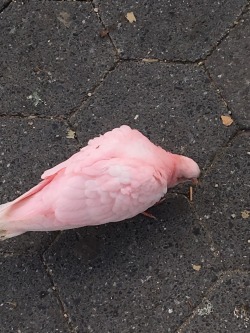 lindsaychrist: tinyish: there is a pink pigeon wandering around nyc I wonder how she got here i thought this was a raw chicken wing tbh 