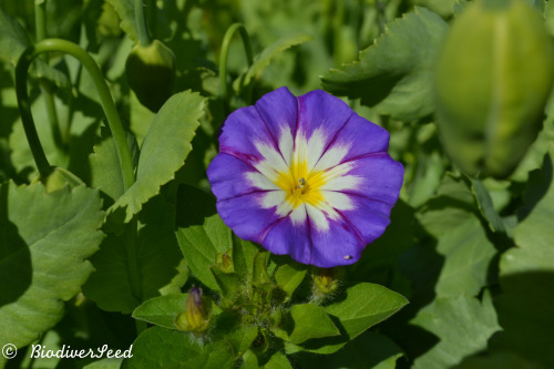 biodiverseed: The Hügelkultur MeadowA few weeks ago, this long crescent shaped hill garden was 