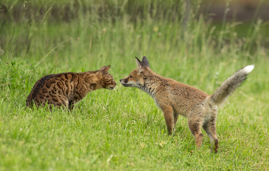 baskingsunflower:  sistahmamaqueen:  awesome-picz:    Dog Adopts A Baby Fox After