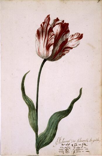 Great Tulip Book, during the time of “Tulipomania”, 17th century, Watercolour. Via Norto