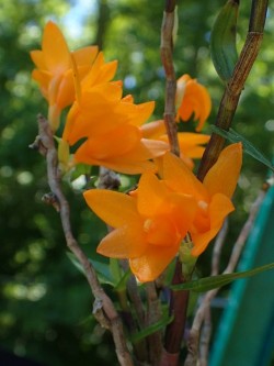 orchid-a-day:  Dendrobium womersleyiSyn.: Chromatotriccum womersleyiJune 26, 2017 