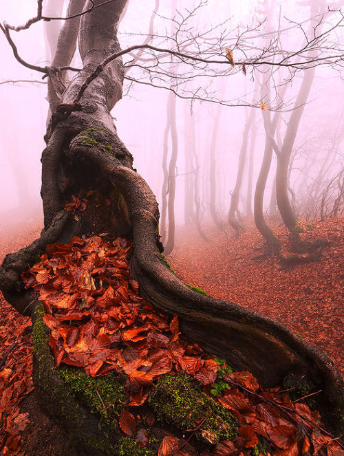 lori-rocks:The Ancient Pagan Tree..by Martin Rak