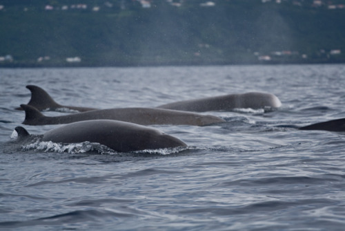 astronomy-to-zoology: 1-Year Anniversary! Northern Bottlenose Whale (Hyperoodon ampullatus) …a speci