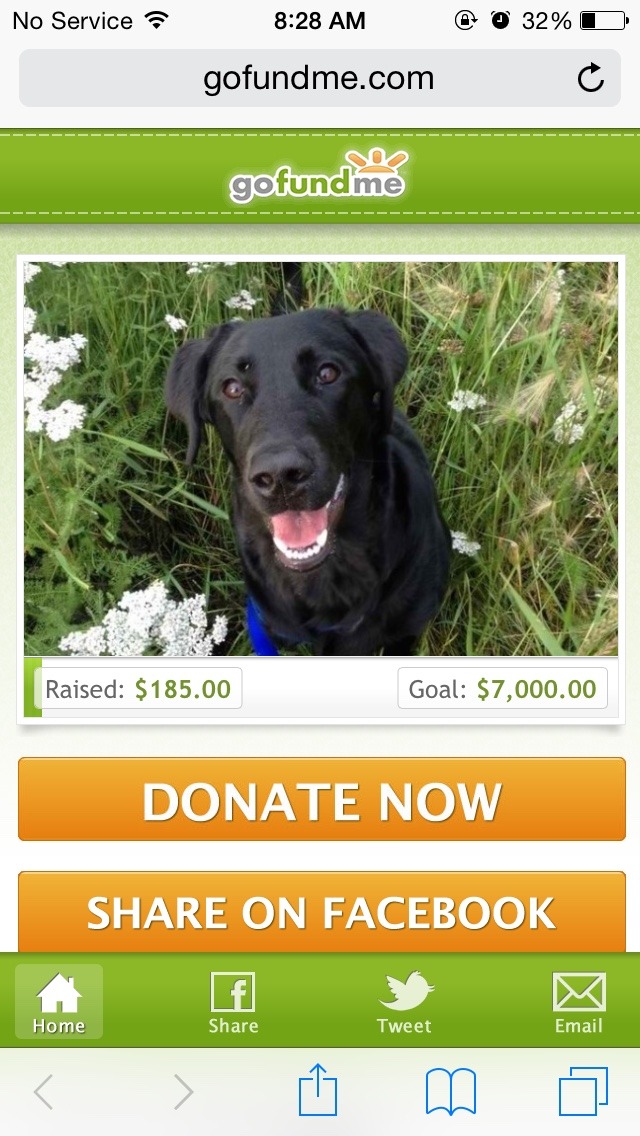 nipbar:  This is most likely all I will be posting about for a while. My dog was
