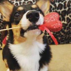 handsomedogs:  This is Min, a 10 month old Pembroke Welsh Corgi who wishes everyone a happy Valentine’s Day!  @mamono