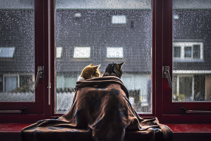 culturenlifestyle:  Cute Cat Photography Staring Out the Rainy Scenery by Felicity