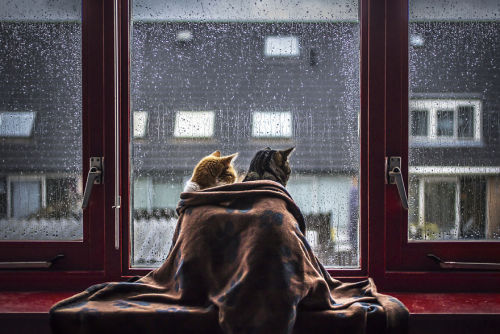 culturenlifestyle: Cute Cat Photography Staring Out the Rainy Scenery by Felicity Berkleef 21-year-