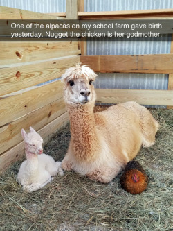 imakemermaidsnut:  tastefullyoffensive: They look so content. (via thedocholliday)  Nugget the chicken lol 😂 