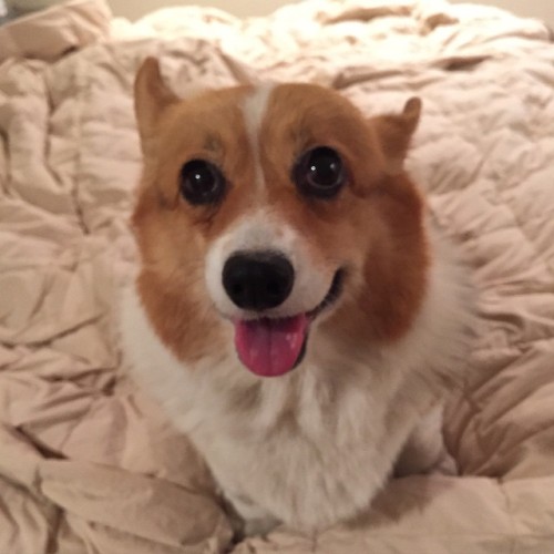 insanecorgi:  andcorgimakesthree:  This is the face of a lil girl that just got two more teeth pulled out!  Makes me sad. #threecorgis #corgi #cute #love  (at threecorgis.com)  awwww