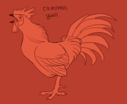 jayrockin: Rooster crowing postures in order